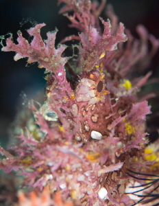 Lacy Scorpion Fish by James Deverich 